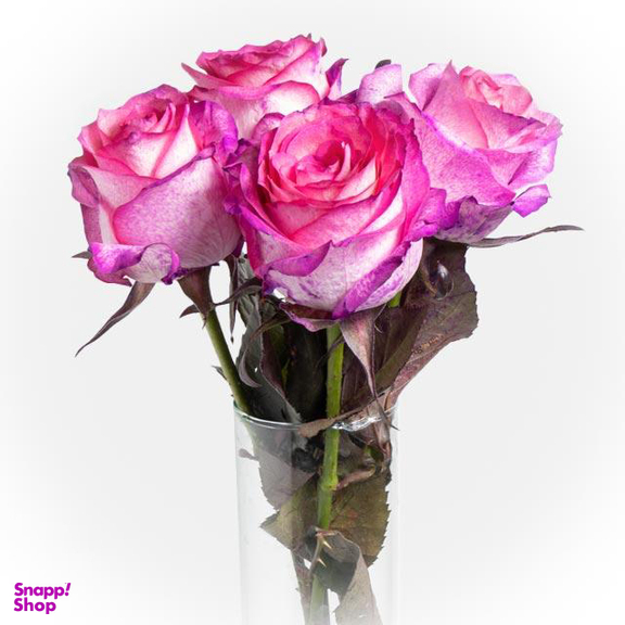 شاخه گل رز هلندی طبیعی رنگ صورتی