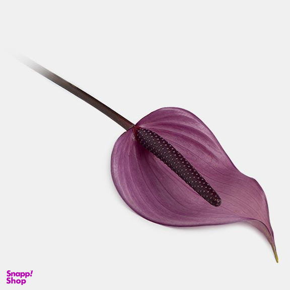 شاخه گل آنتوریوم طبیعی رنگ بنفش