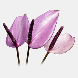 شاخه گل آنتوریوم طبیعی رنگ بنفش