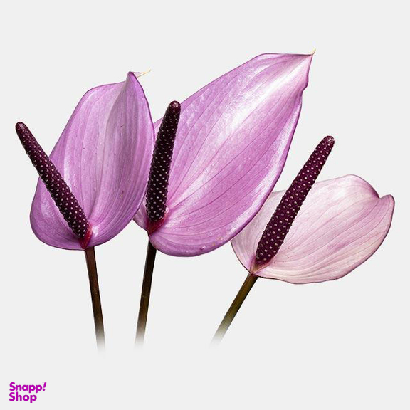 شاخه گل آنتوریوم طبیعی رنگ بنفش