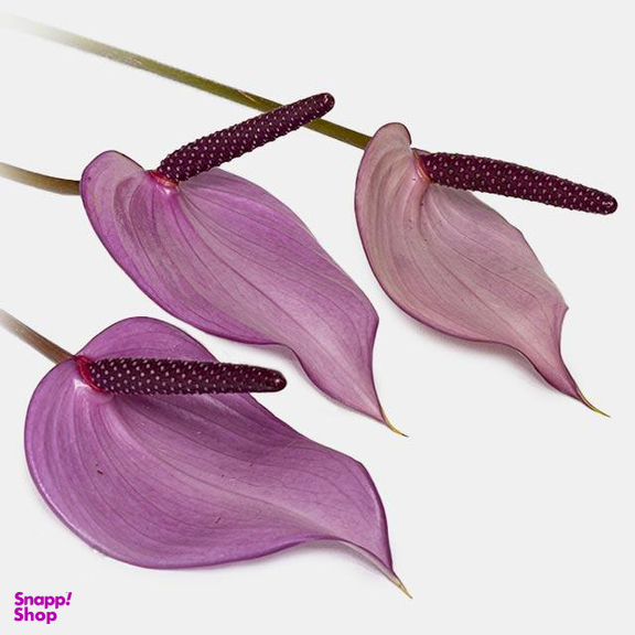 شاخه گل آنتوریوم طبیعی رنگ بنفش