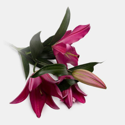 شاخه گل لیلیوم اورینتال طبیعی رنگ قرمز