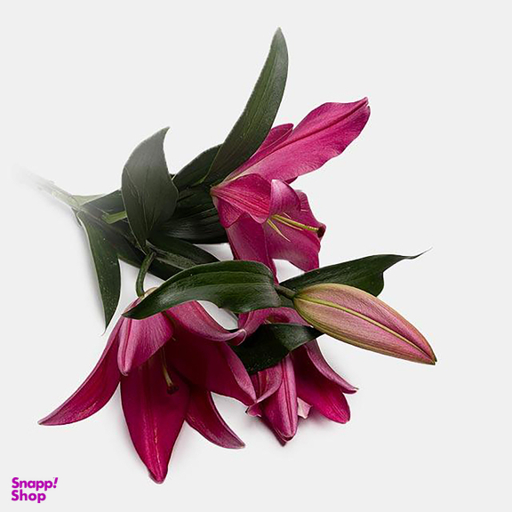 شاخه گل لیلیوم اورینتال طبیعی رنگ قرمز