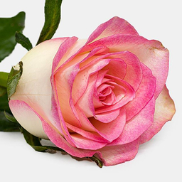 شاخه گل رز هلندی طبیعی رنگ چندرنگ