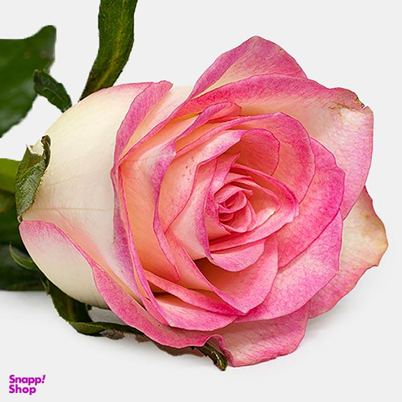 شاخه گل رز هلندی طبیعی رنگ چندرنگ