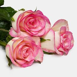 شاخه گل رز هلندی طبیعی رنگ چندرنگ