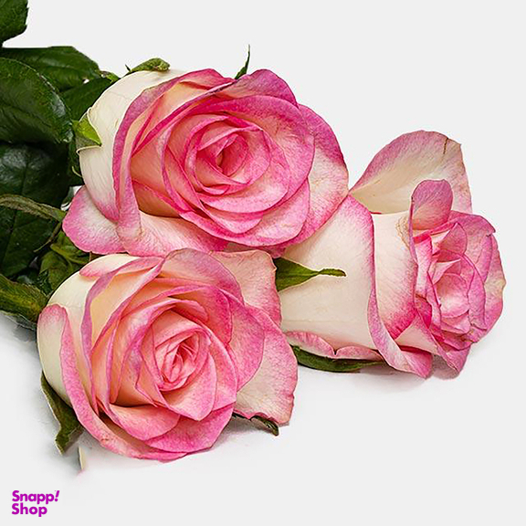 شاخه گل رز هلندی طبیعی رنگ چندرنگ