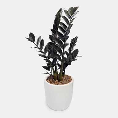 گلدان زامیفولیا بلک کوچک