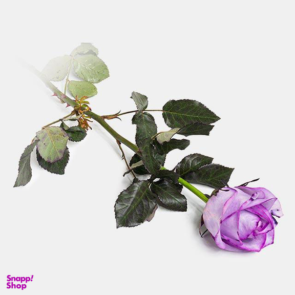 شاخه گل رز رنگ بنفش