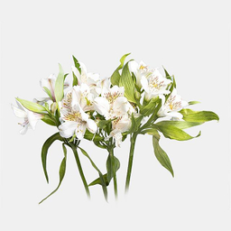 دسته گل طبیعی آلسترومریا رنگ سفید
