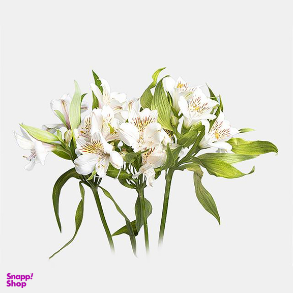 دسته گل طبیعی آلسترومریا رنگ سفید
