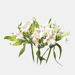 دسته گل طبیعی آلسترومریا رنگ سفید