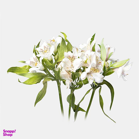 دسته گل طبیعی آلسترومریا رنگ سفید
