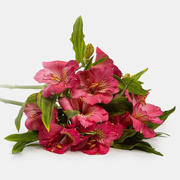 دسته گل طبیعی آلسترومریا رنگ صورتی