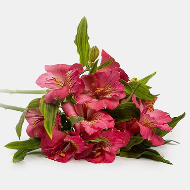 دسته گل طبیعی آلسترومریا رنگ صورتی
