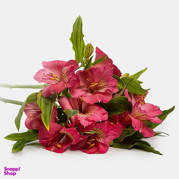 دسته گل طبیعی آلسترومریا رنگ صورتی
