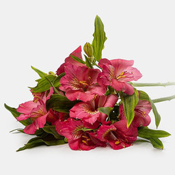 دسته گل طبیعی آلسترومریا رنگ صورتی