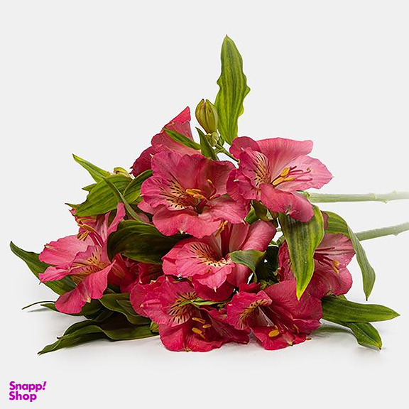 دسته گل طبیعی آلسترومریا رنگ صورتی
