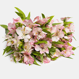 دسته گل طبیعی آلسترومریا رنگ صورتی