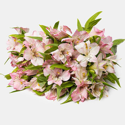 دسته گل طبیعی آلسترومریا رنگ صورتی