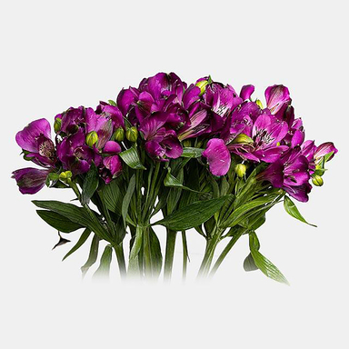 دسته گل طبیعی آلسترومریا کد 10 رنگ بنفش