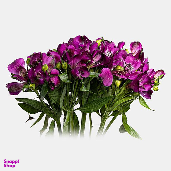 دسته گل طبیعی آلسترومریا کد 10 رنگ بنفش