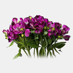 دسته گل طبیعی آلسترومریا کد 10 رنگ بنفش