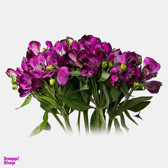 دسته گل طبیعی آلسترومریا کد 10 رنگ بنفش