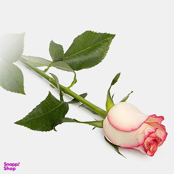 شاخه گل طبیعی رز هلندی رنگ صورتی