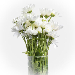 دسته گل طبیعی داوودی مینیاتوری رنگ سفید