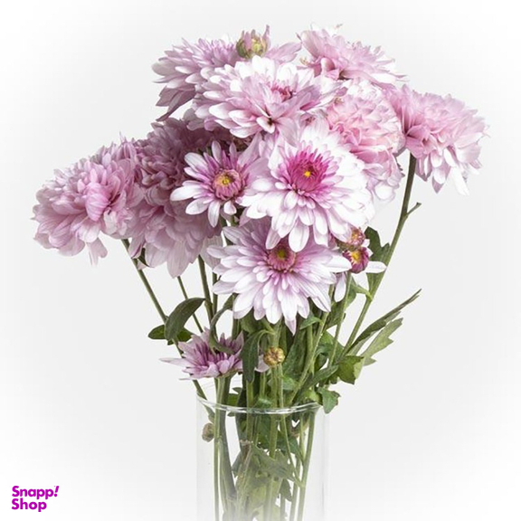 دسته گل طبیعی داوودی مینیاتوری رنگ صورتی