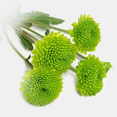 دسته گل طبیعی داوودی رنگ سبز