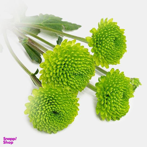 دسته گل طبیعی داوودی رنگ سبز