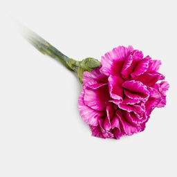 دسته گل طبیعی میخک رنگ بنفش