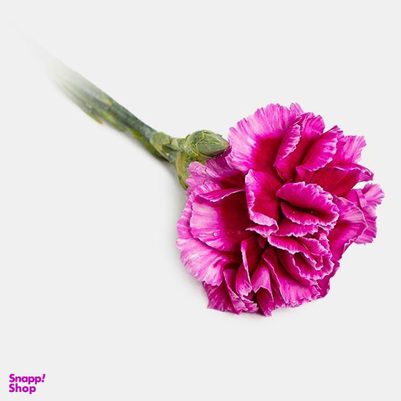 دسته گل طبیعی میخک رنگ بنفش