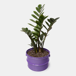 گل طبیعی زاموفیلیا سایز بزرگ