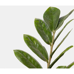 گل طبیعی زاموفیلیا سایز بزرگ