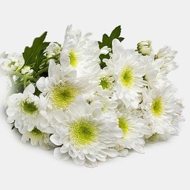 دسته گل داوودی رنگ سفید