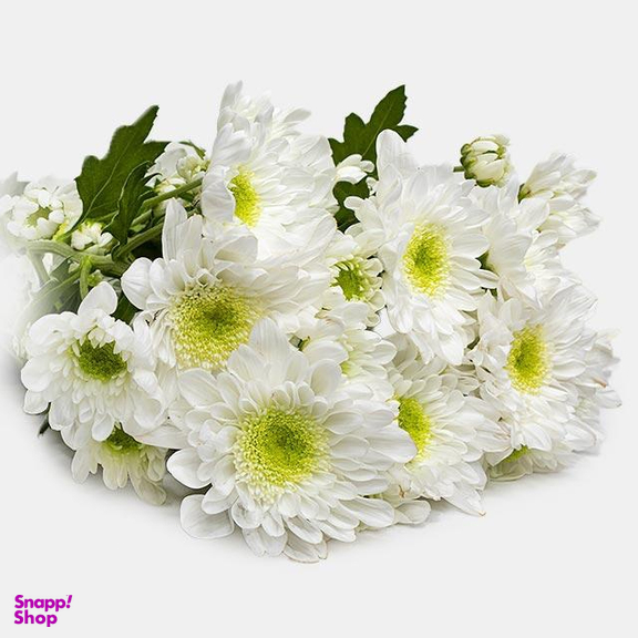 دسته گل داوودی رنگ سفید