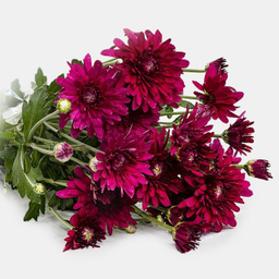 دسته گل داوودی رنگ سرخابی