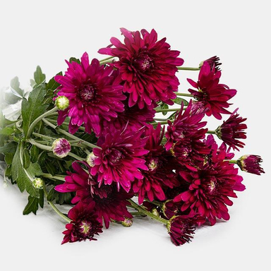 دسته گل داوودی رنگ سرخابی