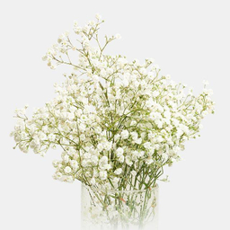 دسته گل طبیعی ژیپسوفیلا رنگ سفید