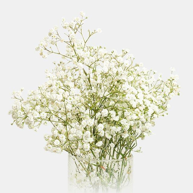 دسته گل طبیعی ژیپسوفیلا رنگ سفید