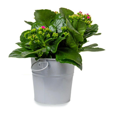 گل طبیعی کالانکوا با گلدان فلزی کد GP001