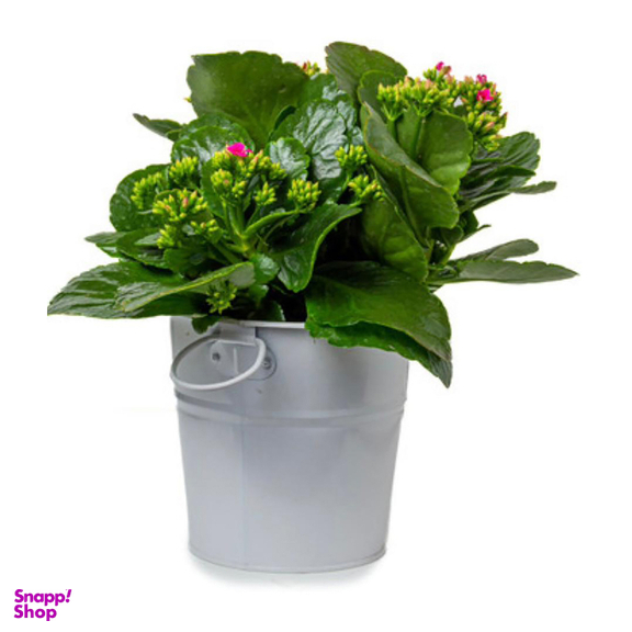 گل طبیعی کالانکوا با گلدان فلزی کد GP001