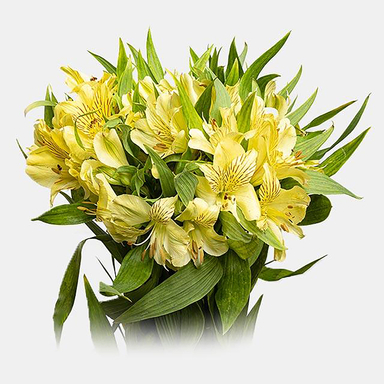 دسته گل طبیعی آلسترومریا رنگ کرم