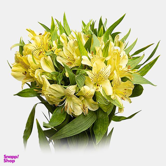 دسته گل طبیعی آلسترومریا رنگ کرم