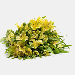 دسته گل طبیعی آلسترومریا رنگ کرم