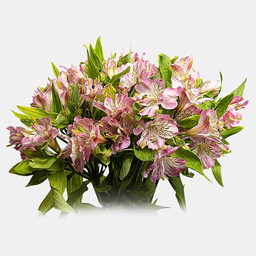 دسته گل طبیعی آلسترومریا رنگ صورتی