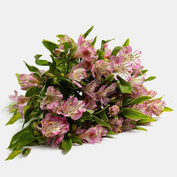 دسته گل طبیعی آلسترومریا رنگ صورتی